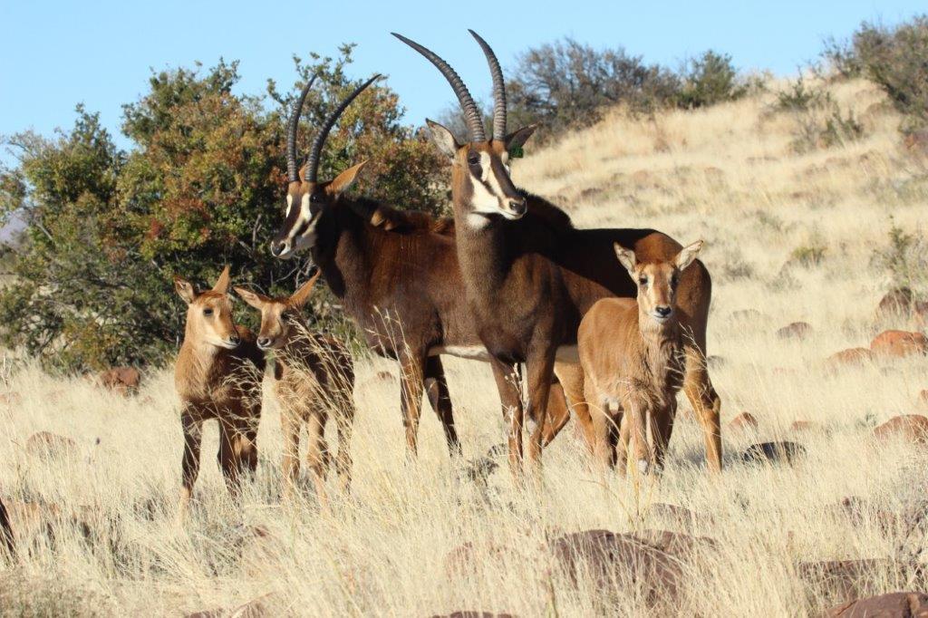 sables met kleintjies